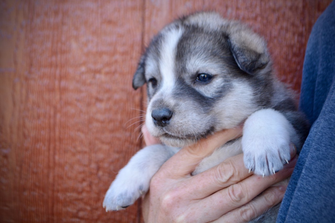 Sierra - 4 weeks old - face