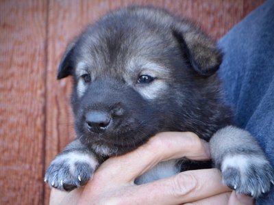 Blackburn - 4 weeks old - face