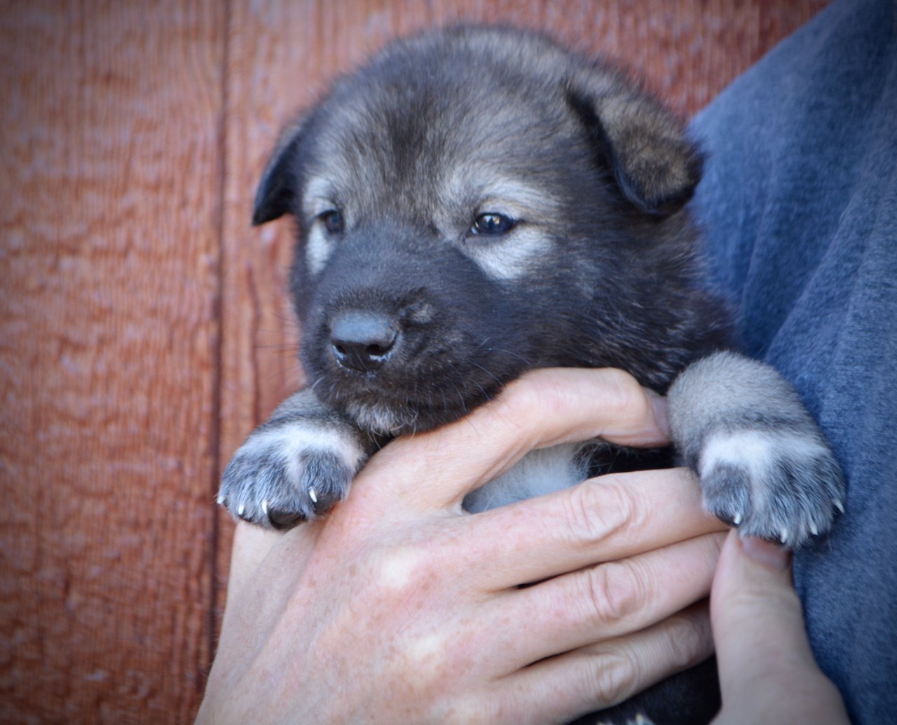 Blackburn - 4 weeks old - face