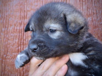 Denali - 4 weeks old - face