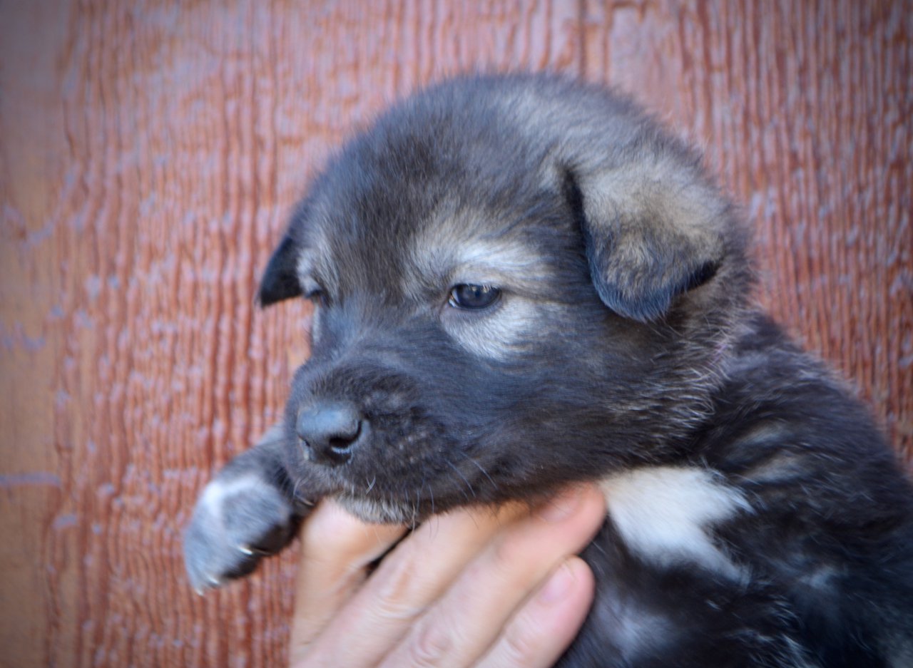 Denali - 4 weeks old - face