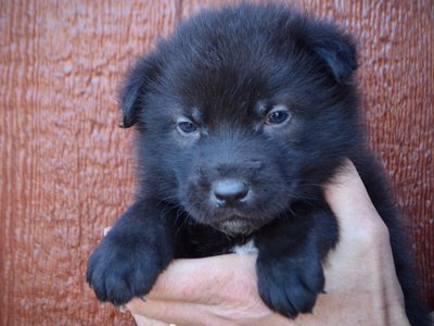 LIncoln - 4 weeks old - face