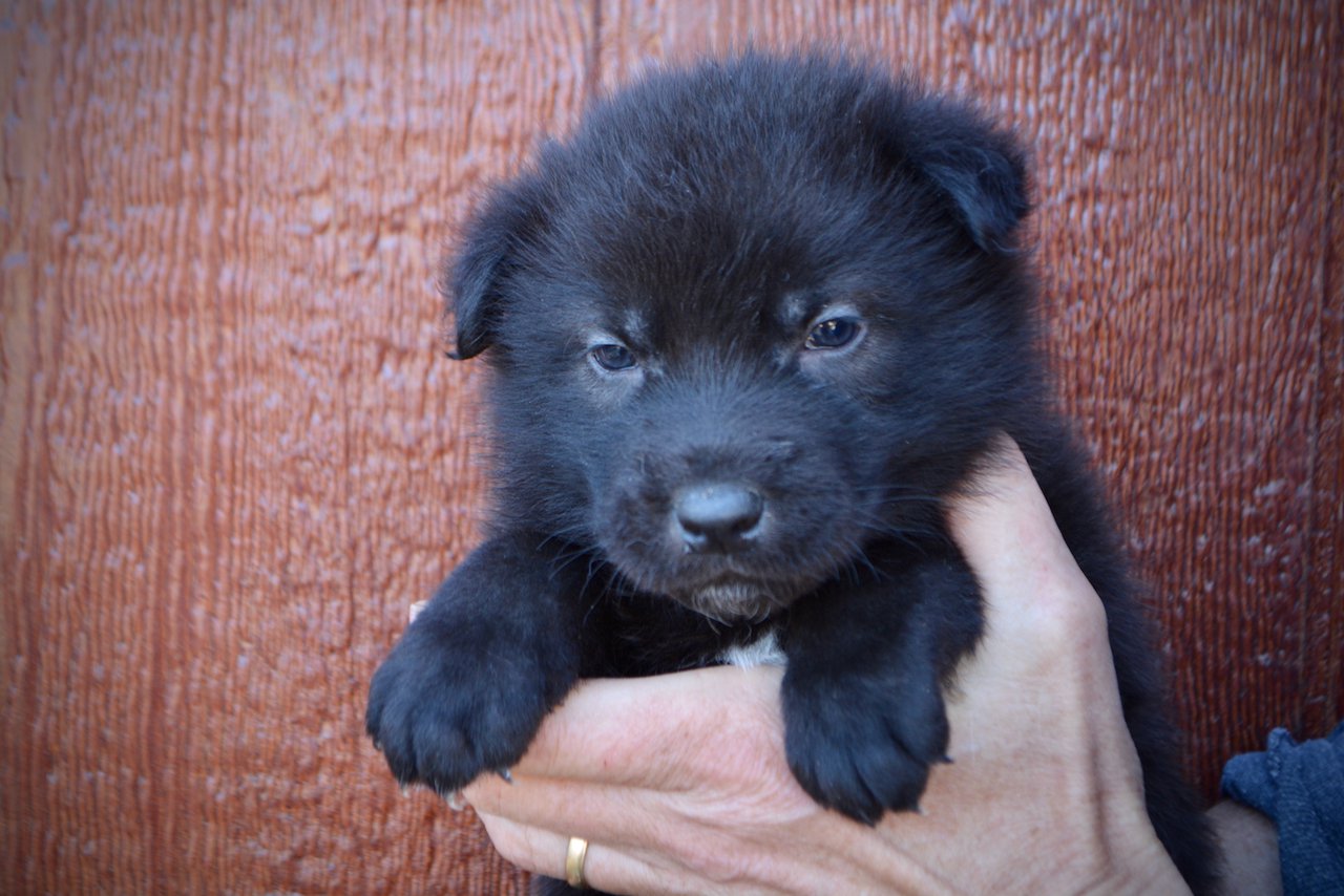 LIncoln - 4 weeks old - face