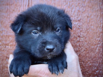 Elias - 4 weeks old - face