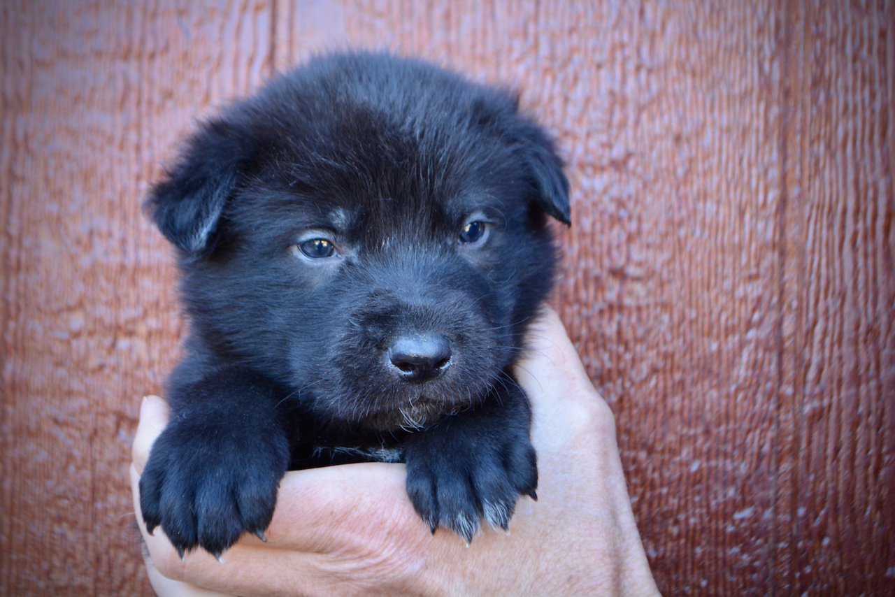 Elias - 4 weeks old - face