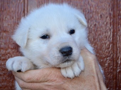 Everest - 4 weeks old - face