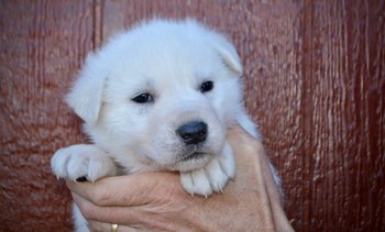 Everest - 4 weeks old - face