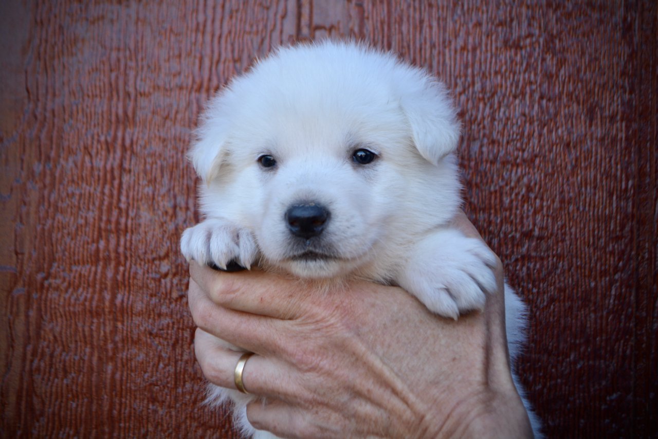 Mont Blanc - 4 weeks old - face