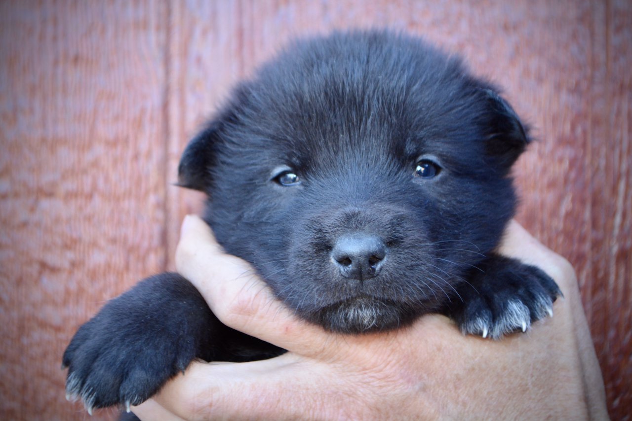 Hamilton - 4 weeks old - face