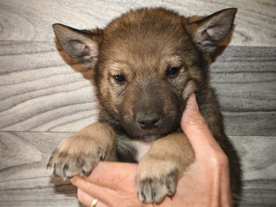 Pumpkin Patch - 5 weeks old - face