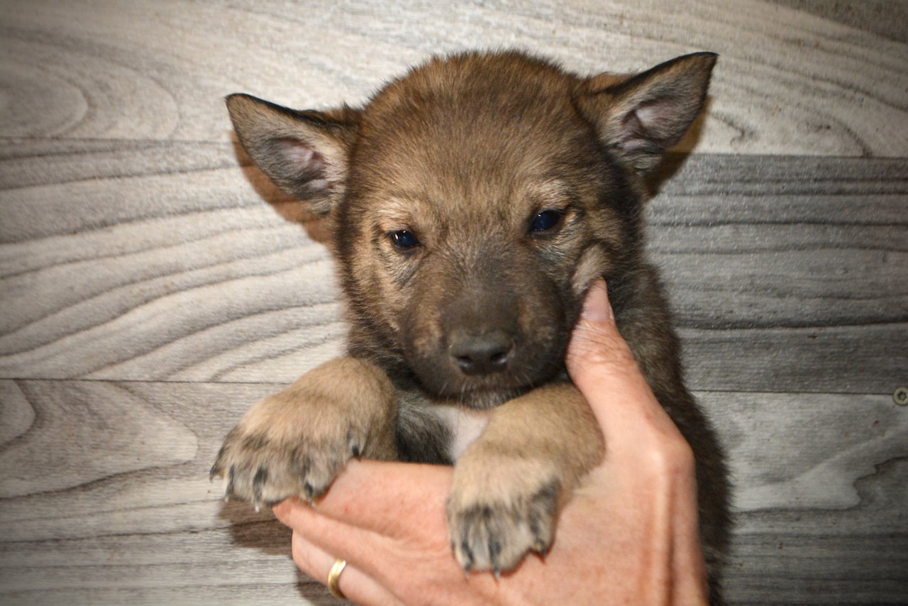 Pumpkin Patch - 5 weeks old - face