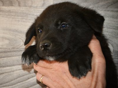 Licorice - 5 weeks old - face