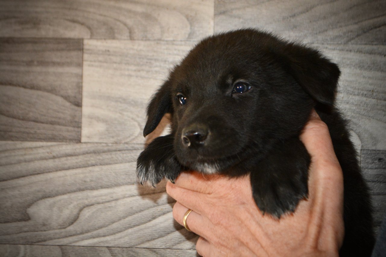 Licorice - 5 weeks old - face