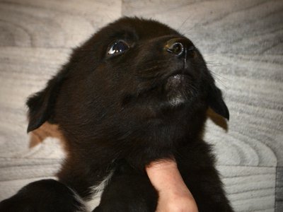 Licorice - 5 weeks old - looking up