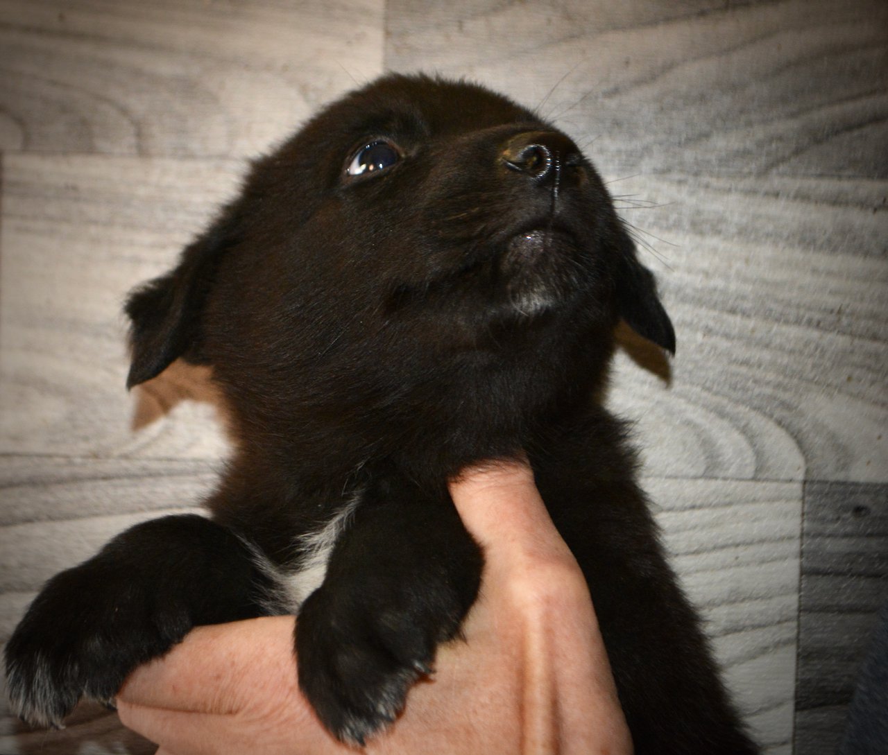 Licorice - 5 weeks old - looking up