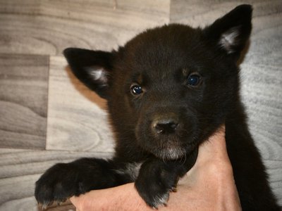 Black Raven - 5 weeks old - face