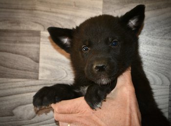 Black Raven - 5 weeks old - face