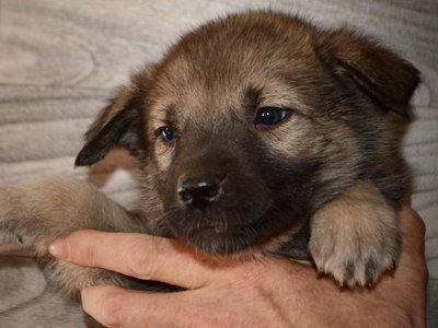 Farmer in the Dell - 5 weeks old - face