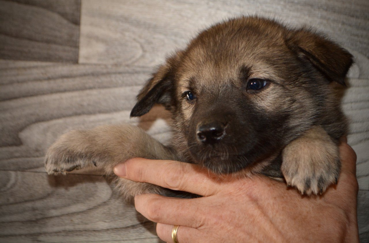 Farmer in the Dell - 5 weeks old - face