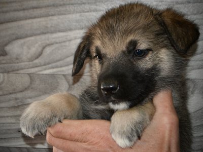 Apple Cider - 5 weeks old - face