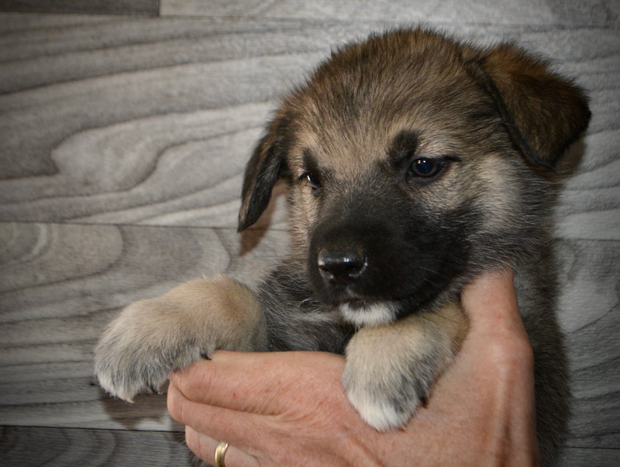 Apple Cider - 5 weeks old - face