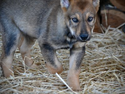 Big Dog Litter - 11 weeks old - Marmaduke2
