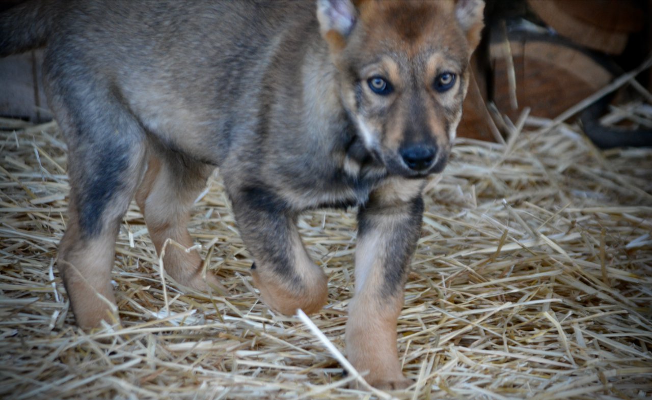 Big Dog Litter - 11 weeks old - Marmaduke2
