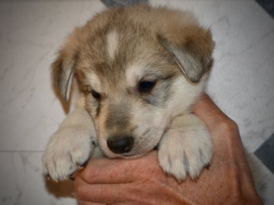 Mustang - 5 weeks old - face - looking down1