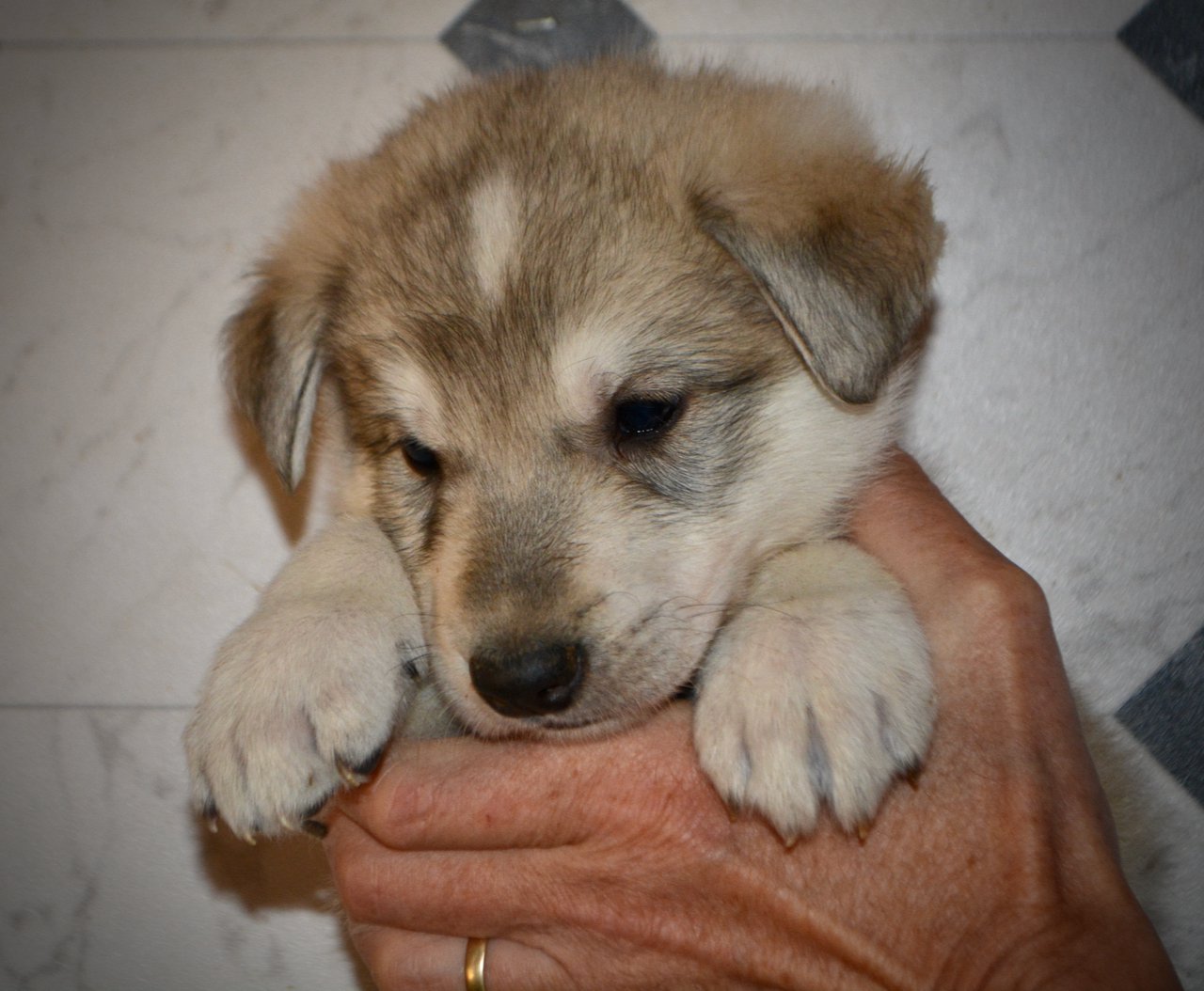 Mustang - 5 weeks old - face - looking down1