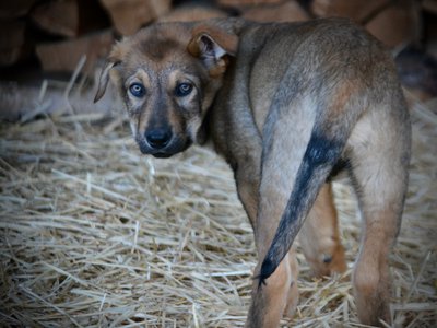 Big Dog Litter - 11 weeks old - Marmaduke3