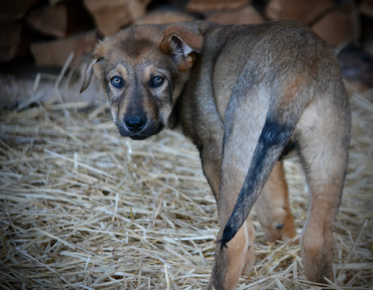 Big Dog Litter - 11 weeks old - Marmaduke3