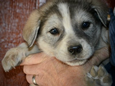 Mountain Peaks - 5 weeks old - Sierra