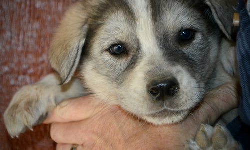 Mountain Peaks - 5 weeks old - Sierra