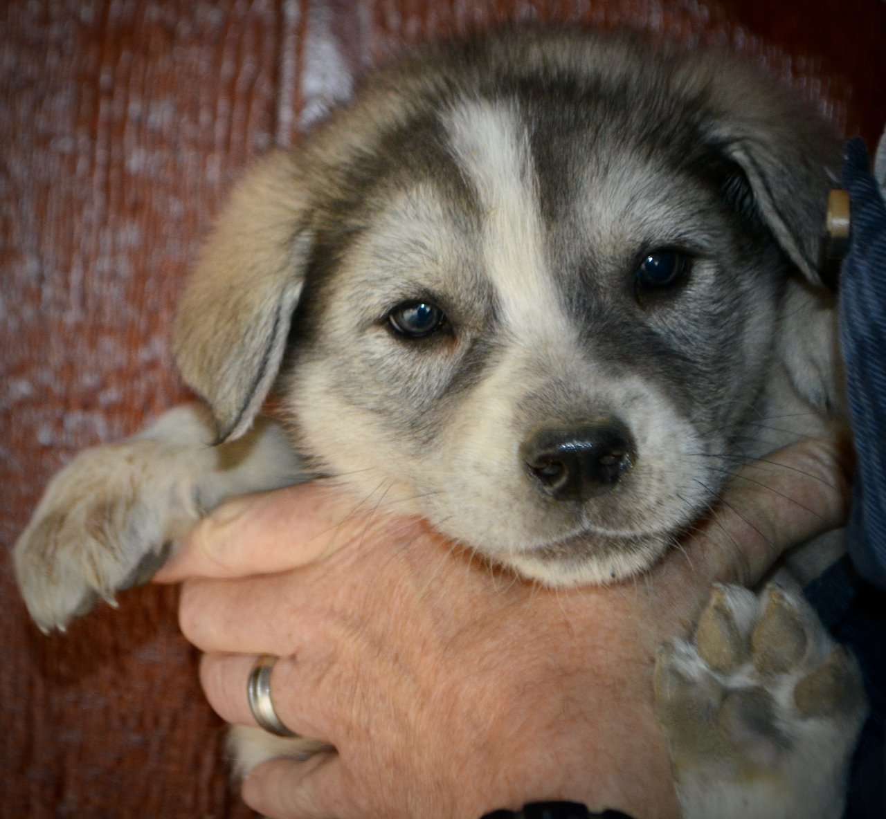 Mountain Peaks - 5 weeks old - Sierra