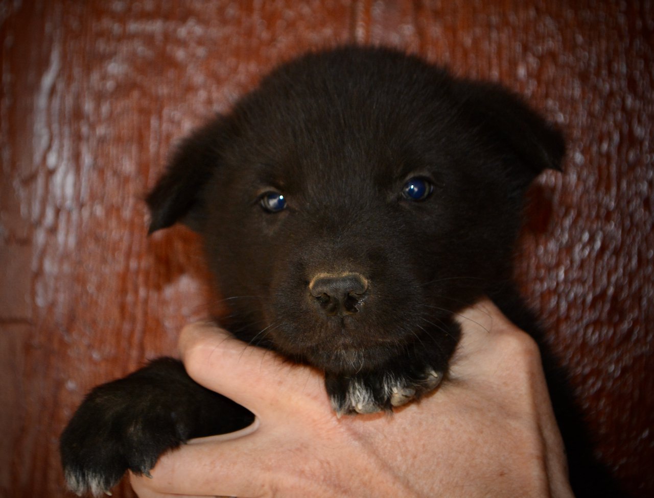 Mountain Peaks - 5 weeks old - Hamilton