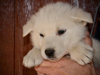 Mountain Peaks - 5 weeks old - Mount Blanc