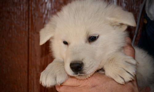 Mountain Peaks - 5 weeks old - Mount Blanc