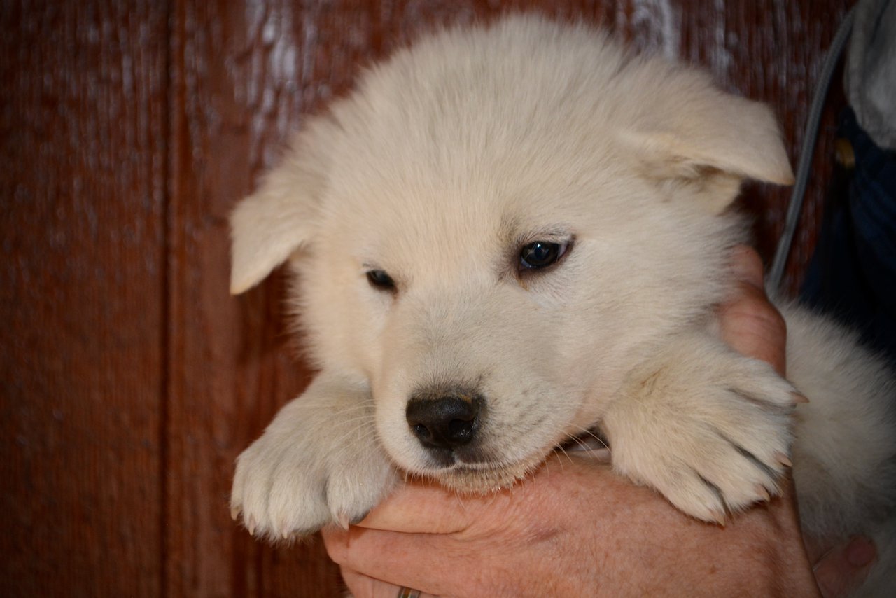 Mountain Peaks - 5 weeks old - Mount Blanc