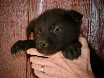 Mountain Peaks - 5 weeks old - Lincoln