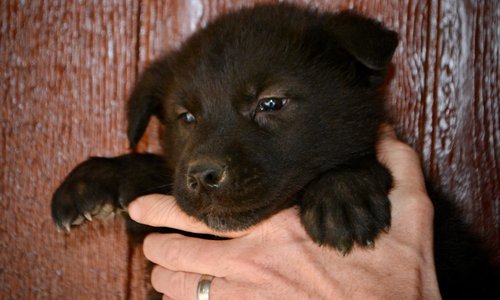 Mountain Peaks - 5 weeks old - Lincoln