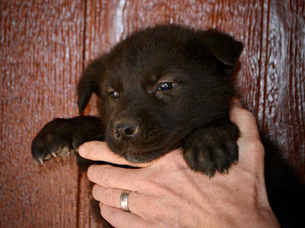 Mountain Peaks - 5 weeks old - Lincoln