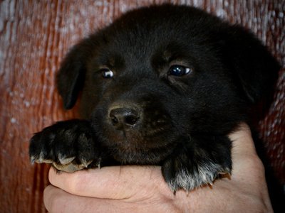 Mountain Peaks - 5 weeks old - Elias