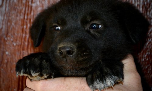 Mountain Peaks - 5 weeks old - Elias