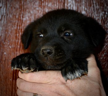 Mountain Peaks - 5 weeks old - Elias