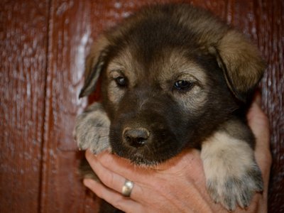 Mountain Peaks - 5 weeks old - Blackburn