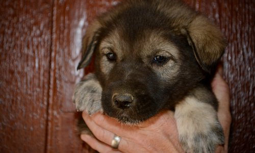 Mountain Peaks - 5 weeks old - Blackburn