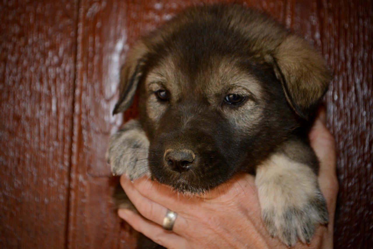 Mountain Peaks - 5 weeks old - Blackburn