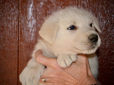 Mountain Peaks - 5 weeks old - Everest