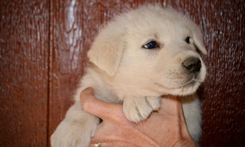 Mountain Peaks - 5 weeks old - Everest