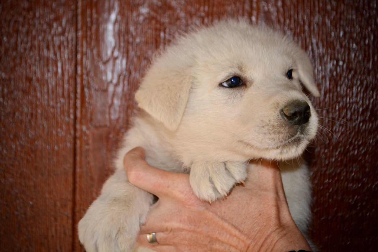 Mountain Peaks - 5 weeks old - Everest